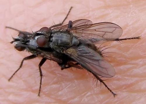 Stevenia sp.
